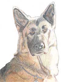 Alsatian