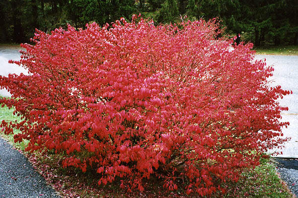 Burning Bush in Arlington, Vermont, USA