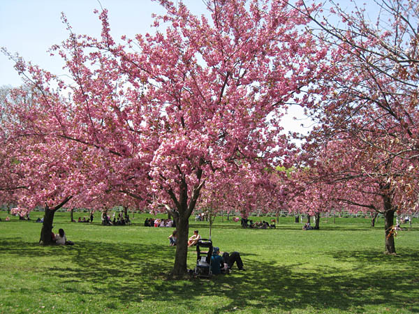 Cherry Trees at Brooklyn Botanic Garden, New York, USA