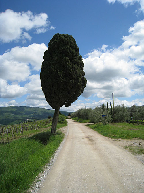 Cypress Tree in Greve-in-Chianti, Italy