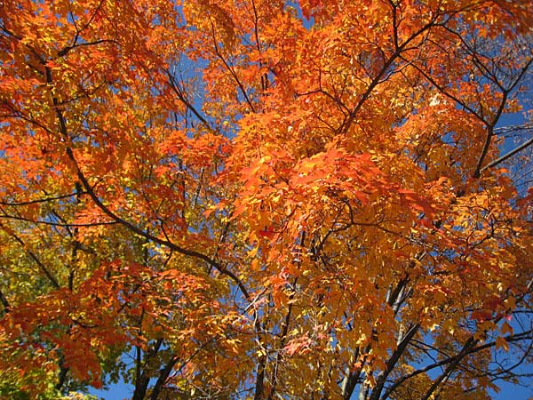 Autumn in Morris Plains, New Jersey, USA