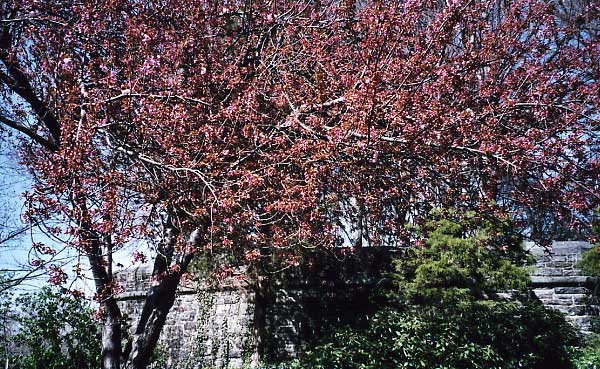 Cherry Tree in Fort Tryon Park, New York, USA