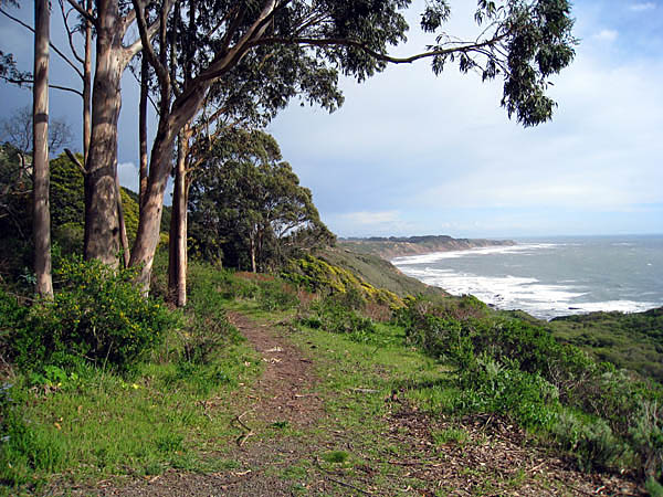 Tree-Lined Shore in Bolinas, California, USA
