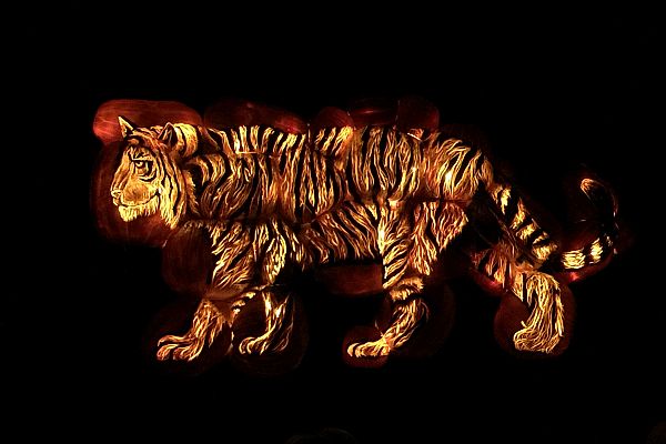 Jack-o-lantern tiger at the Meadowlands, New Jersey, USA