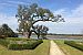 Walking path at Middleton Place in Charleston, SC, USA