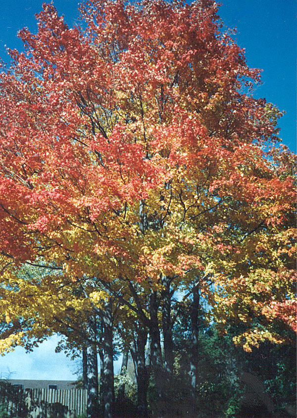 Autumn at Oberlin College