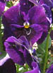 Pansies at Brooklyn Botanic Garden, New York, USA