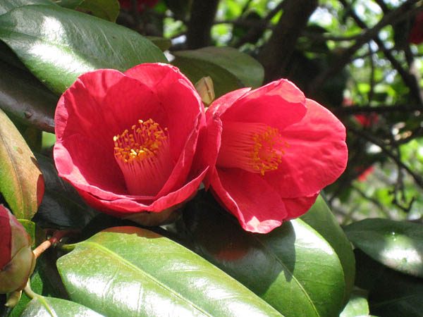 Camelias at Brooklyn Botanic Garden, New York, USA