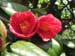 Camelias at Brooklyn Botanic Garden, New York, USA