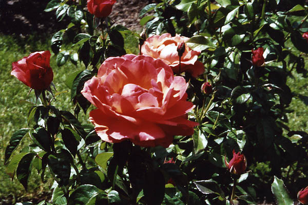 International Rose Test Garden in Portland, Oregon, USA