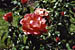International Rose Test Garden in Portland, Oregon, USA