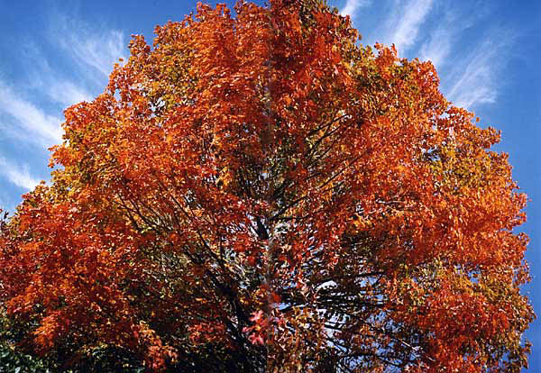 Autumn in Old Saybrook, Connecticut, USA